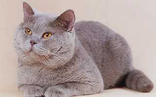 Фавн цвет у кошек британских. Британские кошки окраса фавн