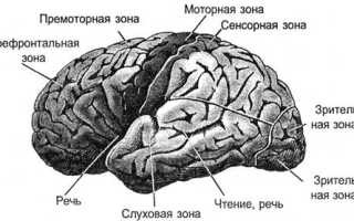 Нейронные структуры головного мозга человека и животных. Мозг, общение нейронов и энергетическая эффективность