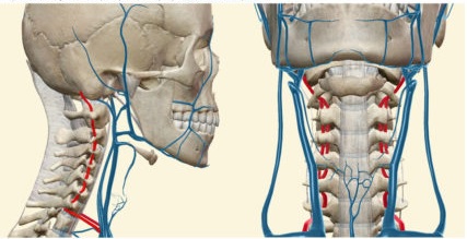 Почему болит затылок головы, давит6