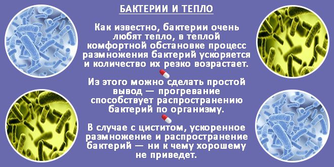 Бактерии