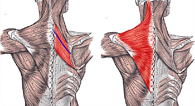 Болит спина у лопаток утром