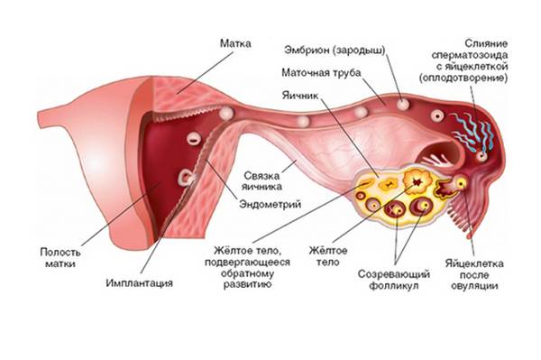 Схема выработки прогестерона