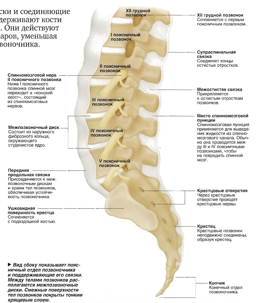Поясничный
