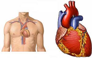 расположение сердца